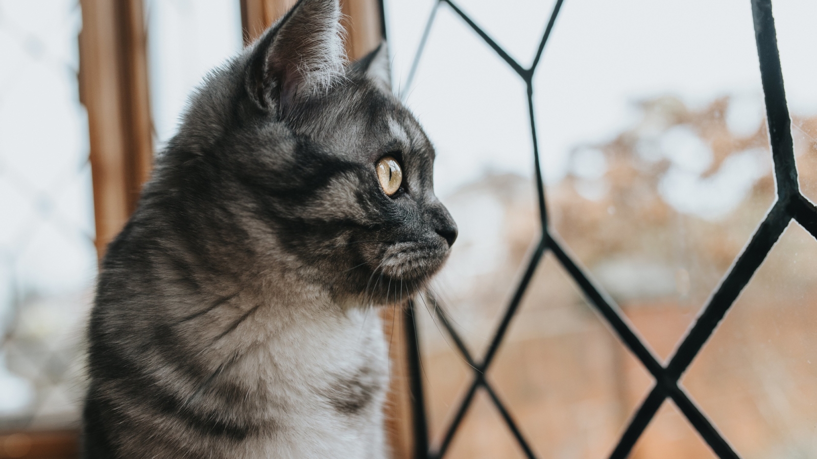 3 dicas redes de proteção para gatos em Curitiba